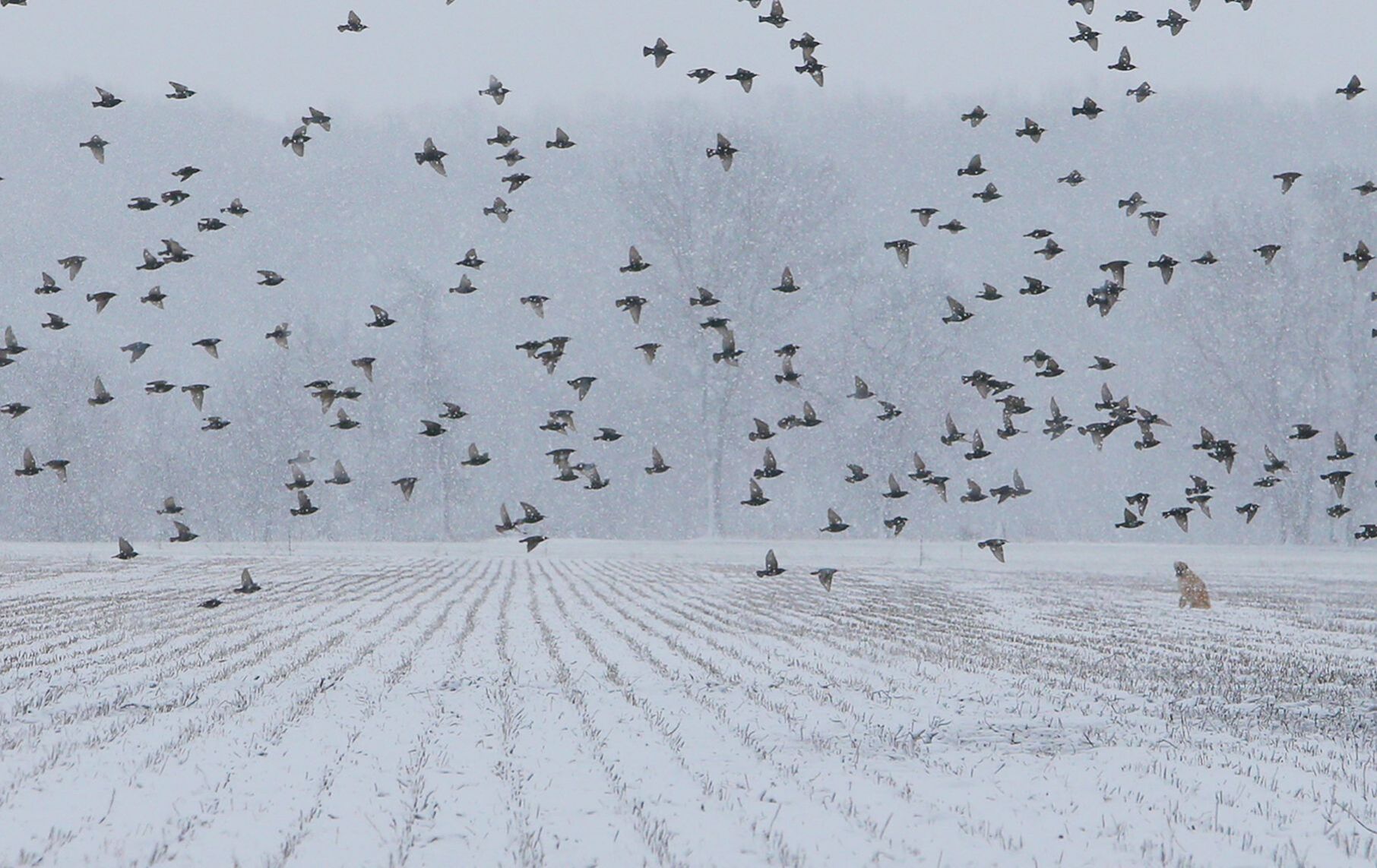 Birds feed in a snow-covered corn field